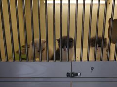 -喵zoo家庭繁育猫舍(尖东智能花园店)