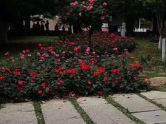 -花溪公园