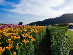 -径山花海