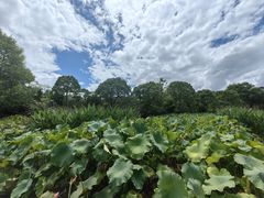 -贵阳市花溪国家城市湿地公园