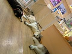 -Husky Go! 哈士奇体验馆·宠物咖啡厅狗咖