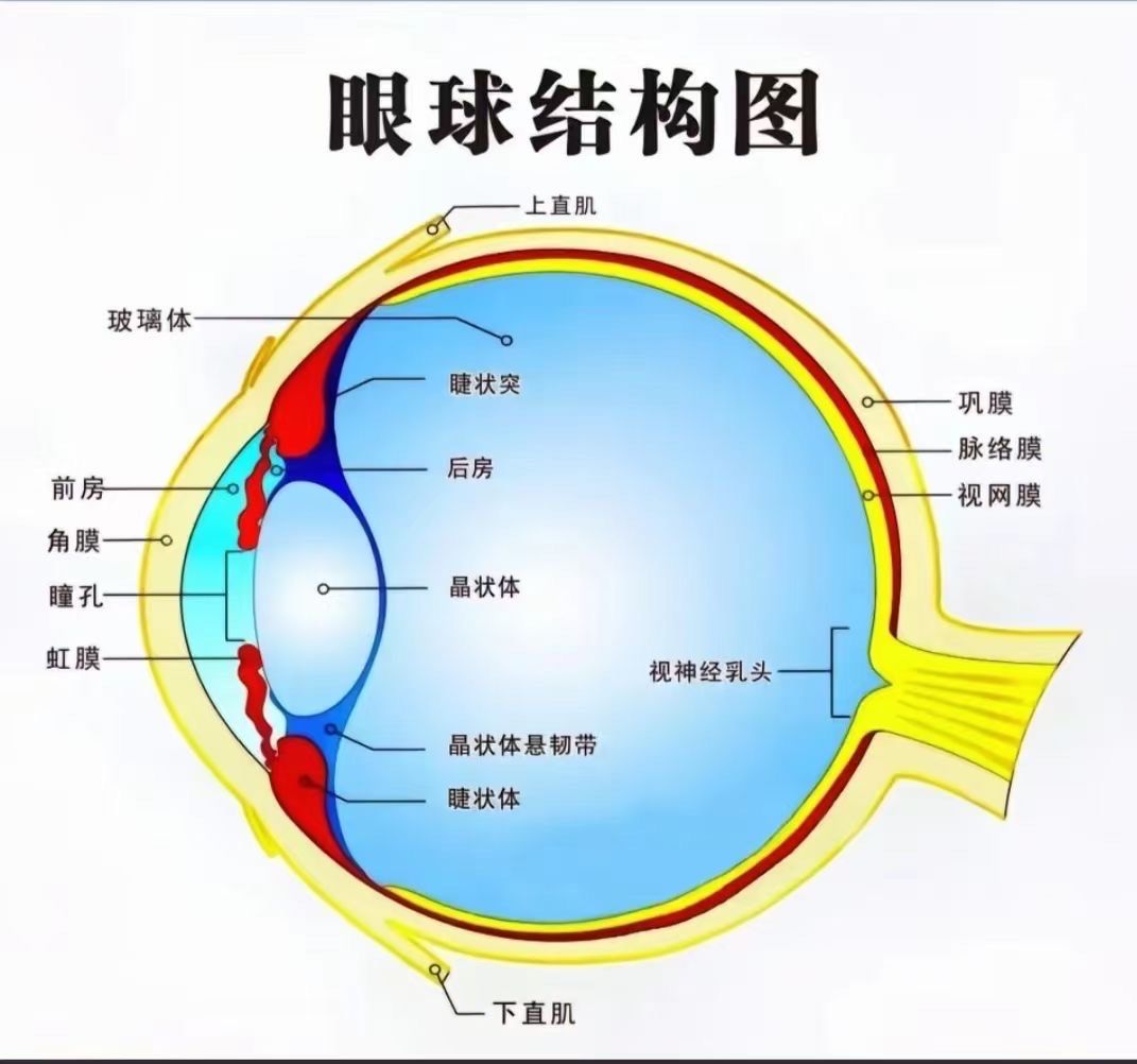 n01.视网膜位于眼