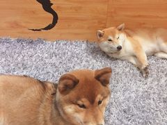 -柴务处·柴犬主题狗咖