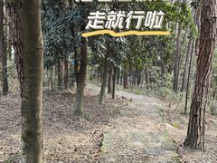 -铁山坪森林公园