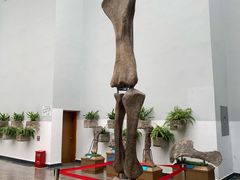 -自贡恐龙博物馆