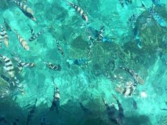 -斐济双桅帆船外岛一日游 浮潜 海钓 Tinhao号