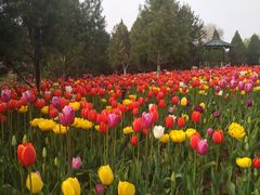 -石家庄市植物园