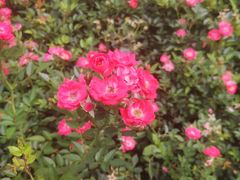 -花溪公园
