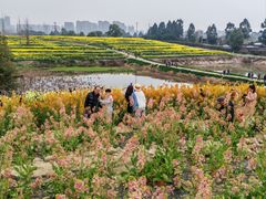 -三圣花乡旅游区