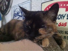 iphone_upload_pic-Sirena海妖日咖夜酒