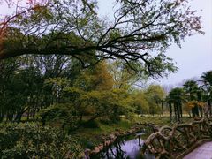 -上海共青森林公园