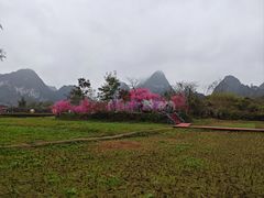 -靖西鹅泉风景区