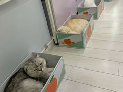 -喵的天空名猫咖啡馆·撸猫·猫舍·用品