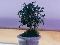 -弘束束柳州深巷螺蛳粉(珠江路店)