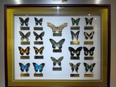 -上海昆虫博物馆