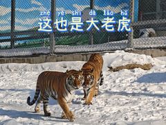 -横道河子东北虎林园