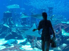 -迪拜水族馆及水下动物园
