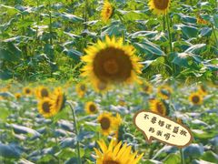 -光明小镇欢乐田园