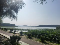 -丁香湖公园