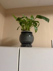 -Dr.林醫生产后修复·配方产康(南京江宁万达店)
