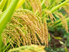 -光明小镇欢乐田园