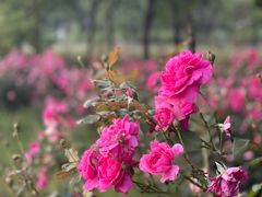 -海上花岛玫瑰园采摘