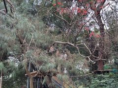 -芦仙山景区-飞越丛林探险乐园