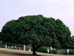 -红花山公园