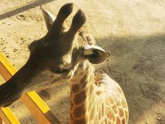 -西霞口神雕山野生动物世界