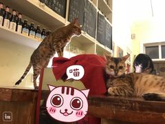 -猫色咖啡·猫咖