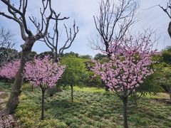 -黄兴公园