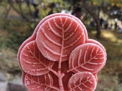 -香山公园