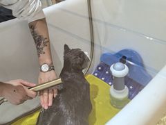 -momokira米努特·德文卷毛猫·棉花面纱犬