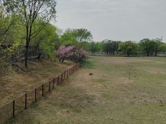 -北京麋鹿生态实验中心