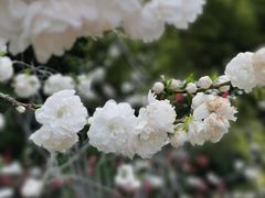 -上海市龙华烈士陵园