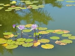 -莲花池公园