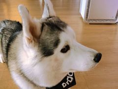 -Husky Go! 哈士奇体验馆·宠物咖啡厅狗咖