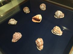 -青岛贝壳博物馆
