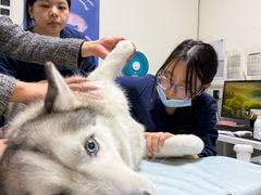 -谐和益家动物医院·免疫绝育·血液透析·宠保定点医院(高新伊藤分院)