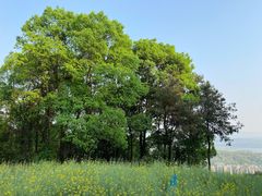 -铁山坪森林公园