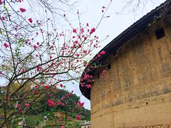 -福建土楼（华安）旅游区•大地土楼群