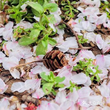 春日踏青好去处之中国美院         从杭州市区