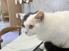 -喵园·猫主题咖啡厅·撸猫·猫咖(国贸店)