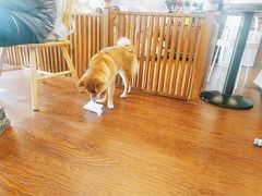-豆柴町-柴犬主题狗咖(红鼎国际C座店)