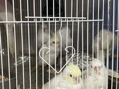 -溪岸路花鸟市场