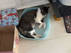 -纳吉亚猫专科动物医院·北北分院