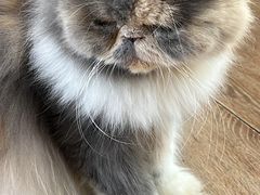 -有猫主题·治愈系猫咖(曾厝垵店)