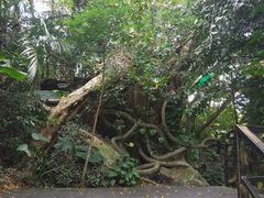 -呀诺达热带雨林