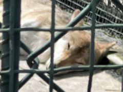 -横道河子东北虎林园