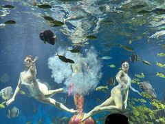 -海合安武汉极地海洋公园